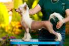 Sol'tanto Key To Success Chinese Crested