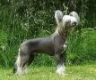 Sea Fire's On My Way To Sun-hee's Chinese Crested