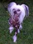 Gulleiv's Qu-Ya-Va Chinese Crested