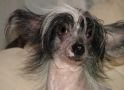 Vellar Pljus Lizheja Chinese Crested
