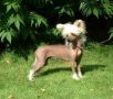 Beddi's Business With Lionheart Chinese Crested