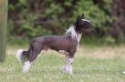 Xel-H De Sothis Chinese Crested