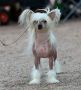 Venice von Shinbashi Chinese Crested