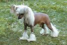 Maldinis Sancy Brilliant Lord Chinese Crested