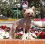 Sebast'en Chinese Crested