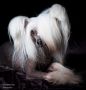 Xioma Fire In The Sky Chinese Crested