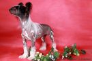 Bi-Lav Plus Ocharovashka Chinese Crested
