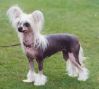 Moonswift Sparkling Star Chinese Crested