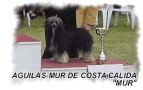 Aguilas-mur de costa calida Chinese Crested