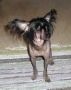 Flons Tomtit Chinese Crested