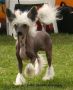   Princess Leia's Sultans Of Swing Chinese Crested
