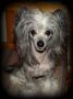 Blue Wing's Happy Hunter Chinese Crested