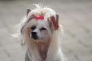 Quimera Kameleondogs Chinese Crested