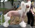 Olegro Katrin Istoriya Lubvy Chinese Crested