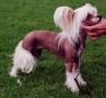 Bozo Gang's One And Only Chinese Crested