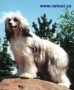 Goldenberry Gamely Candy-Floss Chinese Crested