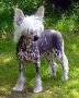 Oriental Jokes Viva La Vida Loca Chinese Crested