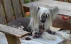 Crestyle Jxs Let's Get It On Hl Chinese Crested
