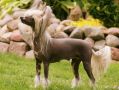 Solino's Exotic Darjeeling Chinese Crested