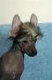 Rocky Modry kvet Chinese Crested