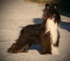 Cristall n Stillmeadow-MyAngel Our Love is 4ever Chinese Crested
