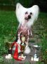 Bersar Etura Chinese Crested