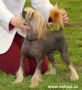 Sasquehanna Saragossa Chinese Crested