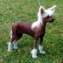 Proud Pony Heavenly Creature Chinese Crested