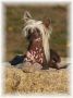 For The Best Top Model De Rama Chinese Crested