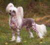 Prefix Absolutely Fabulous Chinese Crested