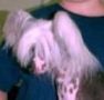 Rycroft's Artic Breeze Chinese Crested