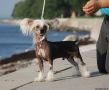 Twice as Nice Point Blank Chinese Crested