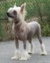 Lady Ml Chily Chinese Crested