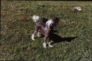 Mohawk Xcalibur Chinese Crested
