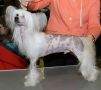 Zucci Honky Tonk Chinese Crested