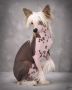 Teros & Hairicanes Arn'tchabald Chinese Crested