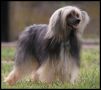 Babylon Dazzling Night Chinese Crested