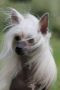 Wind North By Norwest Chinese Crested