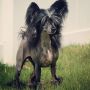 Myrtans Loveable Chinese Crested