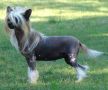 Blanch-O's Madame Butterfly Chinese Crested