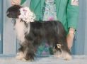 Silver Bluff Blacktie Affair Chinese Crested