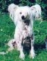 Goldenberry Little Chagall Chinese Crested