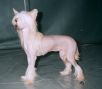 Omegaville China Lady Chinese Crested