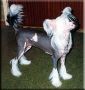 Suanho's Painted Craw Chinese Crested