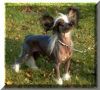 Moonswift Lone Eagle Of Habiba Chinese Crested