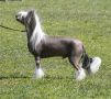 Sippelins Not For Sale Chinese Crested