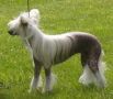 Sinti Vostochnaya Skazka Chinese Crested