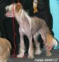 Vivat Sanraiz Campari Chinese Crested