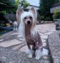 Hell Cowboys NightCrawler Sonnyboy Chinese Crested