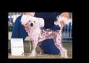 Zhouzhi Zee Chi Zee Chinese Crested